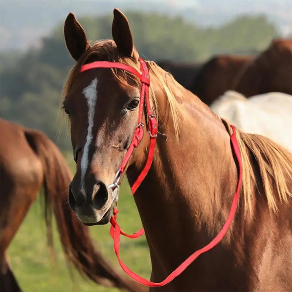 Adjustable Nylon Horse Bridle with Snaffle Noseband & Reins – Soft-Lined Equestrian Gear for Trail Riding (Unisex) - الصورة 9