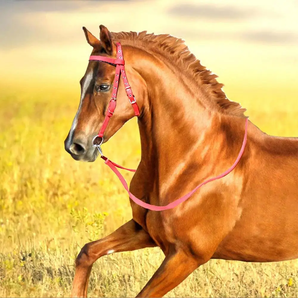 Adjustable Nylon Horse Bridle with Snaffle Noseband & Reins – Soft-Lined Equestrian Gear for Trail Riding (Unisex) - الصورة 11